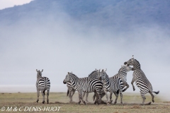 zèbre de Grant / Grant's zebra