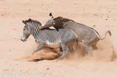 zèbre de Grévy / Grevy's zebra