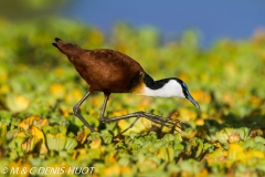 african jacana