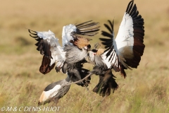 grue royale / crowned crane