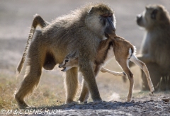 Babouin jaune / Yellow baboon