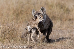 hyène tachetée / spotted hyena