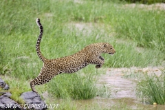 leopard female