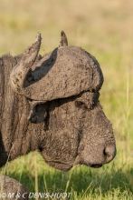 buffle d'Afrique / african buffalo
