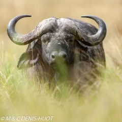 Kenya, réserve de Masai-Mara, buffle de savane, Syncerus caffer