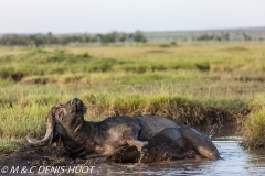 buffle d'Afrique / african buffalo