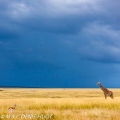 girafe Masai / Masai giraffe girafe Masai / Masai giraffe