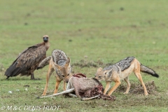 chacal à chabraque / black-backed jackal