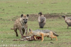 chacal à chabraque / black-backed jackal