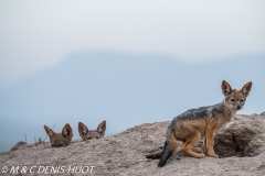 chacal à chabraque / black-backed jackal