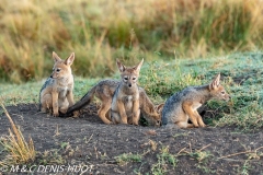 chacal à chabraque / black-backed jackal