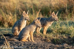 chacal à chabraque / black-backed jackal