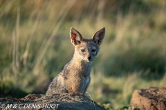 chacal à chabraque / black-backed jackal