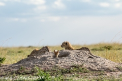 guépard et chacal / cheetah and jackal