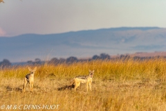 chacal à chabraque / black-backed jackal