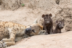 hyène tachetée / spotted hyena