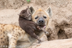 hyène tachetée / spotted hyena