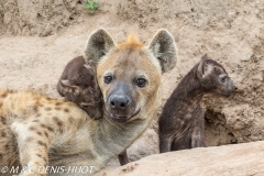 hyène tachetée / spotted hyena