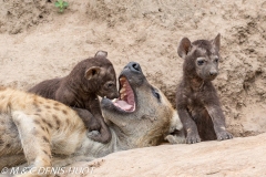 hyène tachetée / spotted hyena