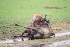 hyène et gnou / hyena and wildebeest