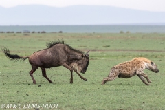 hyène et gnou / hyena and wildebeest