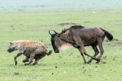 hyène et gnou / hyena and wildebeest