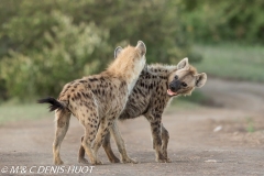 hyène tachetée / spotted hyena