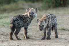 hyène tachetée / spotted hyena