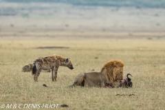 hyène tachetée / spotted hyena