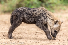 hyène tachetée / spotted hyena