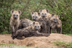 hyène tachetée / spotted hyena