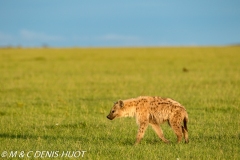 hyène tachetée / spotted hyena