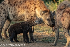 hyène tachetée / spotted hyena