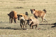 hyène tachetée / spotted hyena