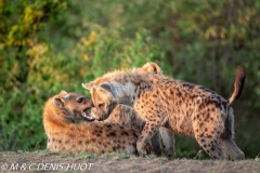 hyène tachetée / spotted hyena