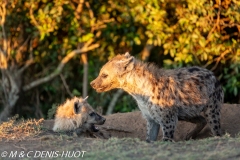 hyène tachetée / spotted hyena