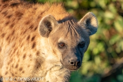 hyène tachetée / spotted hyena