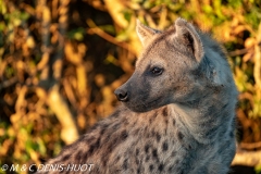 hyène tachetée / spotted hyena