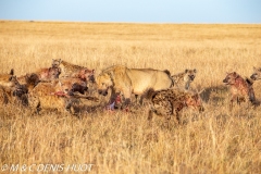 hyène et lion / hyena and lion