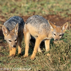 chacal à chabraque / black-backed jackal