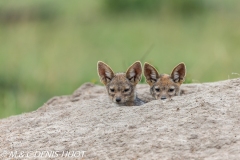 chacal à chabraque / black-backed jackal