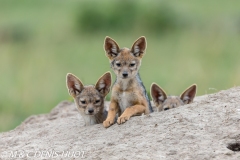 chacal à chabraque / black-backed jackal