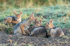 chacal à chabraque / black-backed jackal