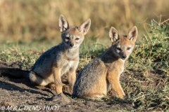 chacal à chabraque / black-backed jackal