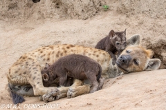 hyène tachetée / spotted hyena