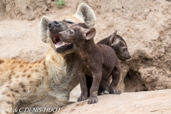 hyène tachetée / spotted hyena