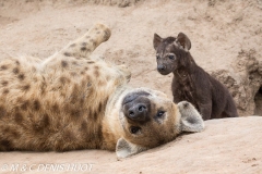 hyène tachetée / spotted hyena