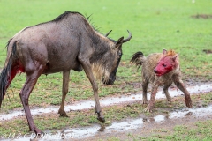 hyène et gnou / hyena and wildebeest