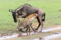hyène et gnou / hyena and wildebeest