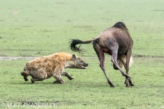 hyène et gnou / hyena and wildebeest